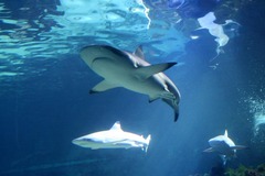 Killikus&reg; Fotographie